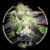 BLACKJACK(Original Mix) - BLACKY THE JUNKIE - 2012