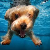 Dog Days of Summer Pool Party (Live DJ Set)