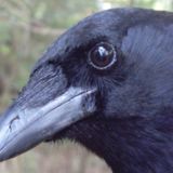 Song For A Crow