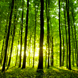 Fiona Ledgard interviews Nadine Andrews about Mindfulness and Nature (08/01/16)