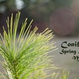 Spring Session Mix @ Coniferous