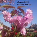 Jpopsuki#493 (The Sakura Special)