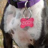 Ziggy zigs zigs