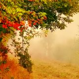 ♫ "Pavo - September 2015" ♫