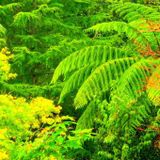 Acid Zealand Preview