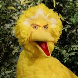 Big Bird