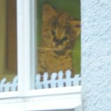 THAT PERSIAN KAT STOLE MY MEMO