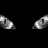 black cat love robots