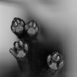 MIZOO | Musicforcats