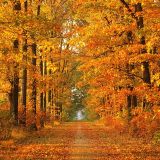 Vrabie Kosmyn - Autumn promo mix (September 2012)