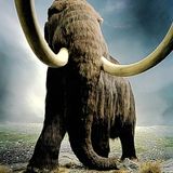 Woolly Mammoth Winter Mix