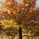 Falling Leaves
