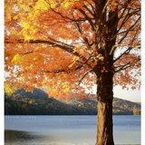 Funkhameleon presents: Autumn Grooves