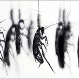 Naked Spring-Lunch