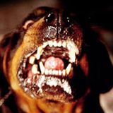 MÓVIL 93.5; EN ESCUELA N°672 UN PERRO CALLEJERO HABRÍA MORDIDO A UN ALUMNO EN HORARIO ESCOLAR