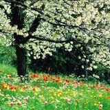 Spring Breath!