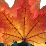 Autumn Berlin Mix