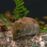 April is for the mice