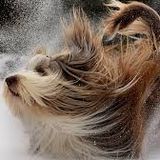 winter tunes