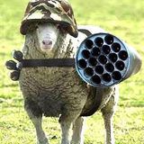 THIS IS THUNDER-SHEEP
