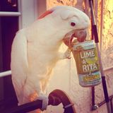 Poolside Reggae Mix