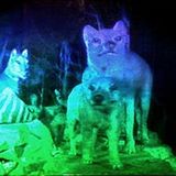 Holograms
