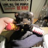 Cat Hat Breaks