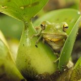 Staubfrosch