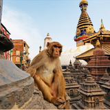 The Meditative Monkey
