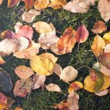 Autumn Mood