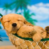 DJ HACKs Summer House 2016 vol.2 mixed by DJ SHOTA