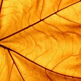 Autumn leaves