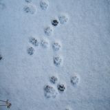 jus'jay - animal tracks 2010