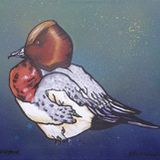 Ditch 41 - The Duck Maters