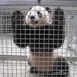 Booma & Cannibal vs Kung Pow - Panda Trap - Trap Mix