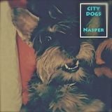 City dogs sessions 001 by Nasper