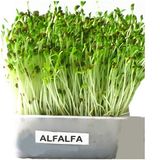 Alfalfa Sprout Mini Mix
