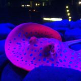 Bali Beach Bar Late Night Vibes - Dj Stuart Mclellan - recorded live July 2015