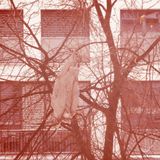 Der Schue - the beauty of the plastic bag pt. 2 / 20.01.13