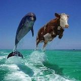 L-F-Cow