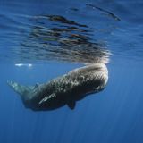 Dr Andrew Brownlow talks about the Beached Whales