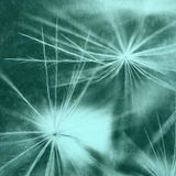 AFROSPACE 142: "Dandelion" (ft St Germain / Ebo Taylor / Zomby / Dadras / FKA Twigs / M Halsall)
