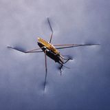 Surface Tension