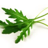 Rucola