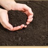 Top Soil