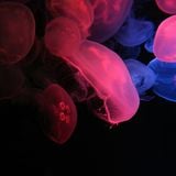 Jelly Sessions Vol 1