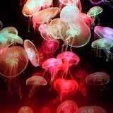 Jelly Sessions Vol 7
