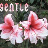 gentle