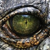 Krokodile
