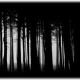 Soundtrack to a nightly walk in the woods